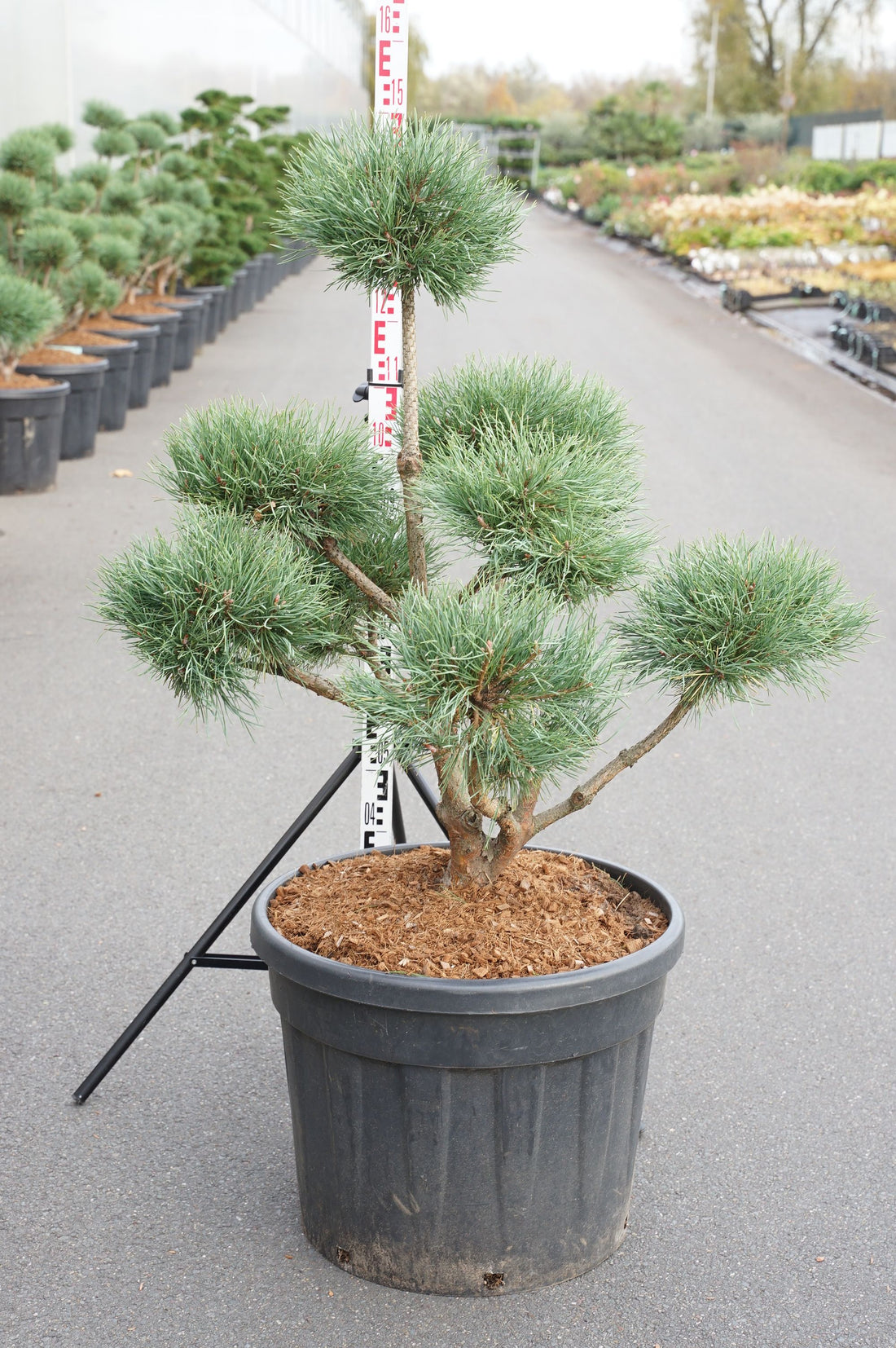 Pinus sylvestris &