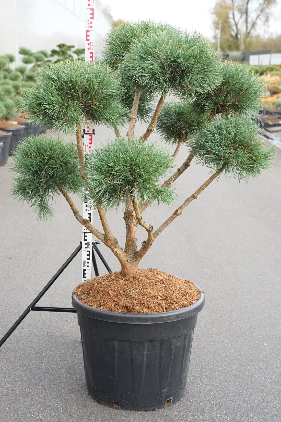 Pinus sylvestris &
