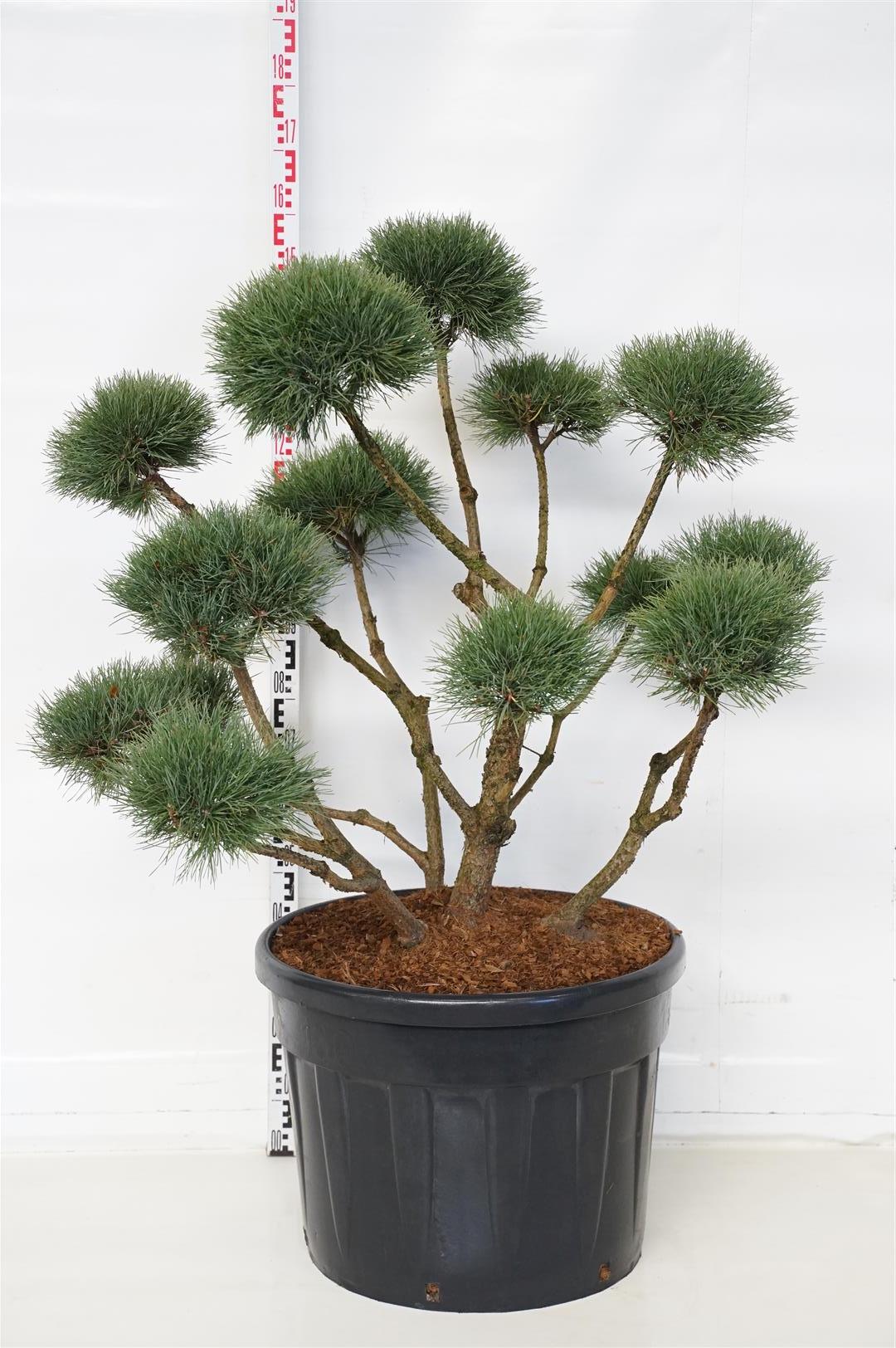 Pinus sylvestris &