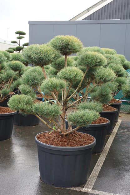 Pinus sylvestris &