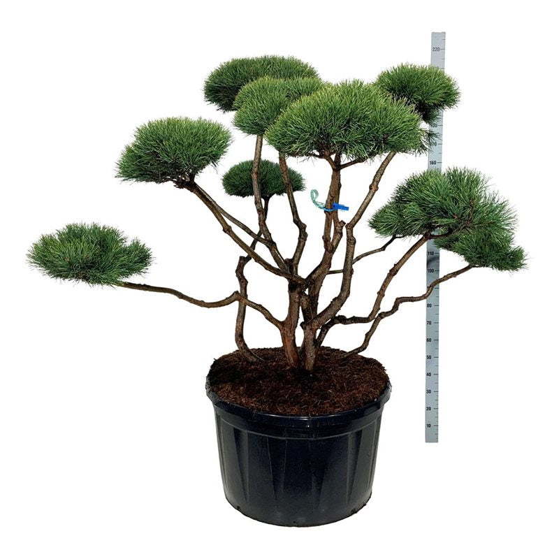 Pinus sylvestris &