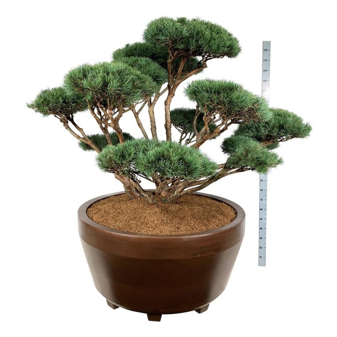 Pinus sylvestris &
