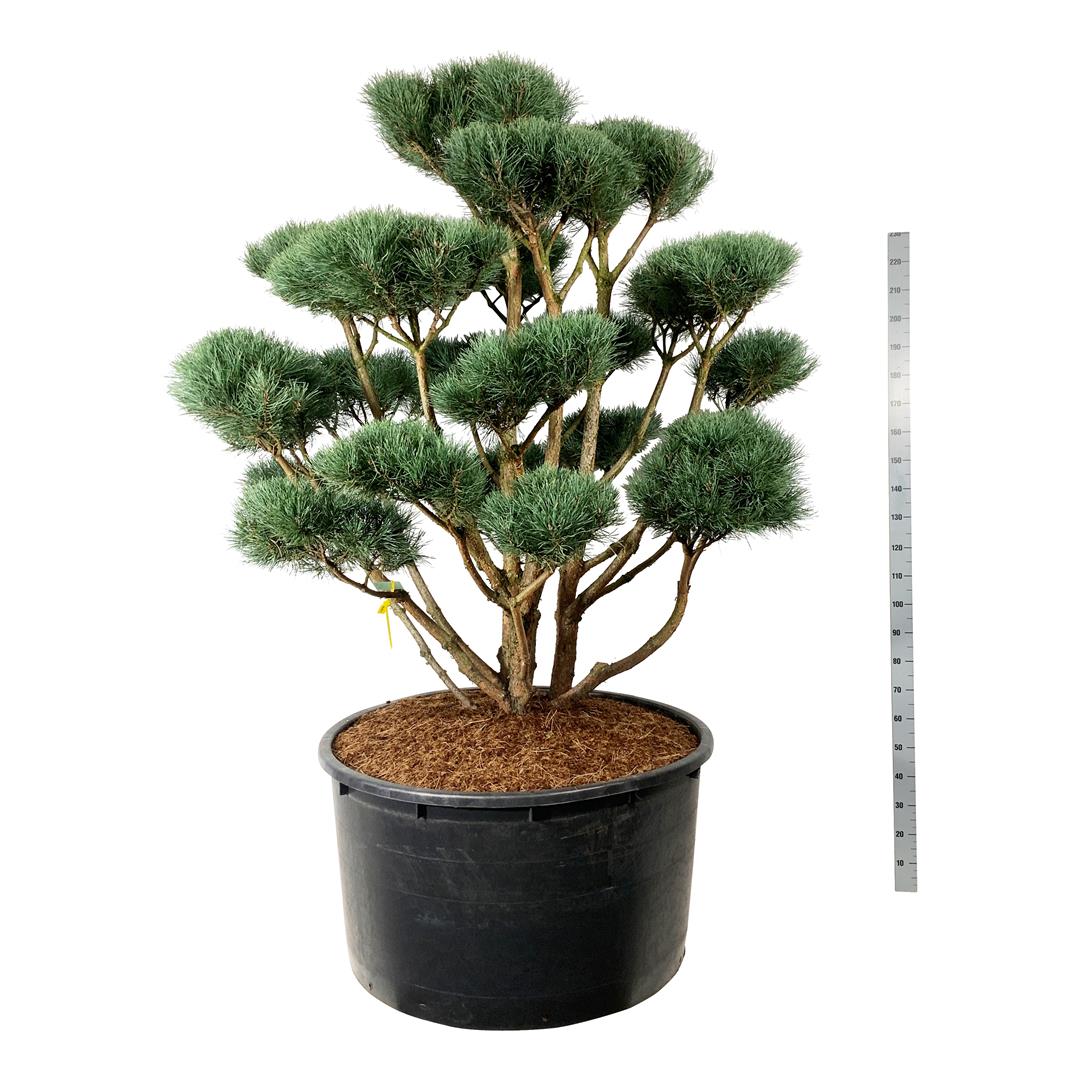 Pinus sylvestris &