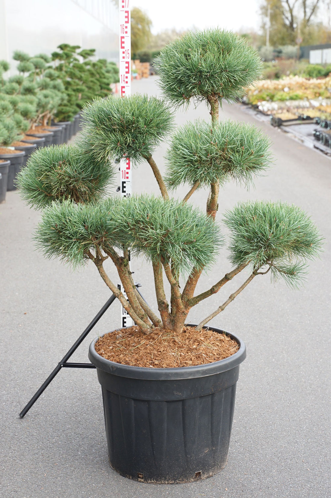 Pinus sylvestris &