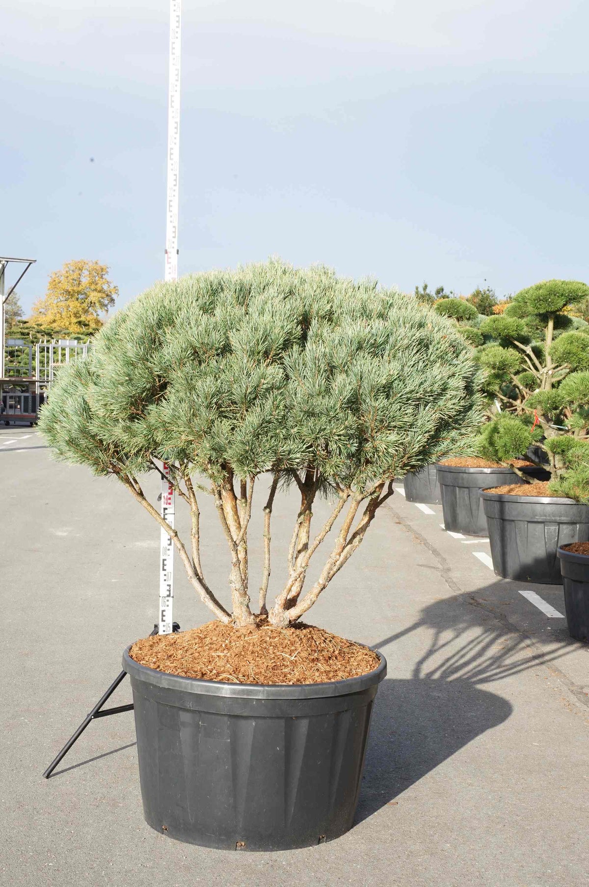 Pinus sylvestris &