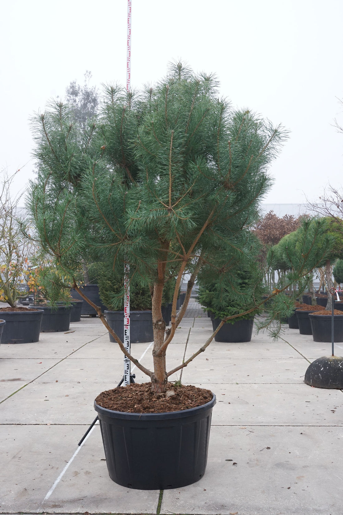 Pinus sylvestris flerstammig 200-250 cm C230 (230 liters kruka)