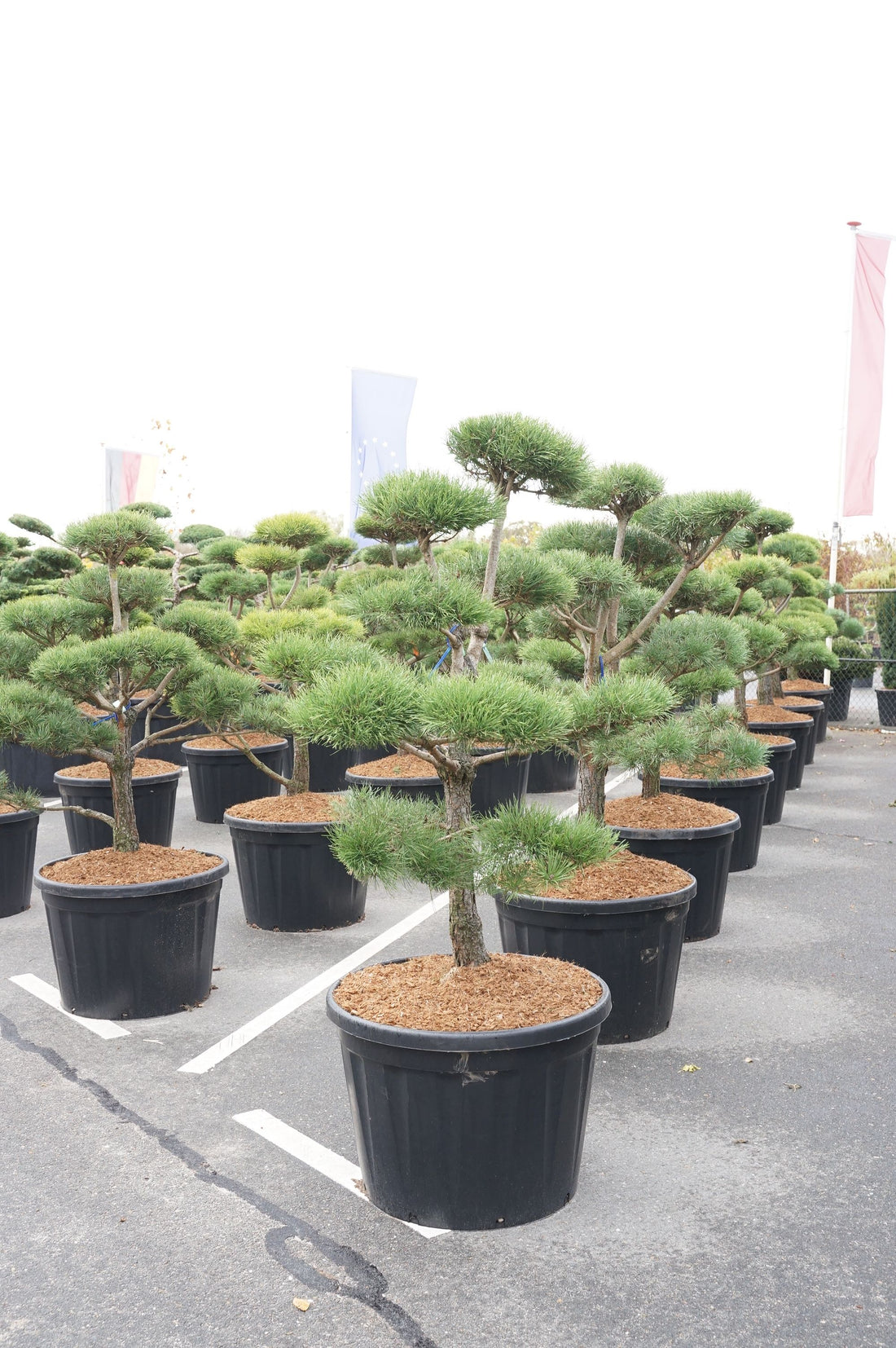 Pinus sylvestris bonsai 125-150 cm C18 (18 liters kruka)