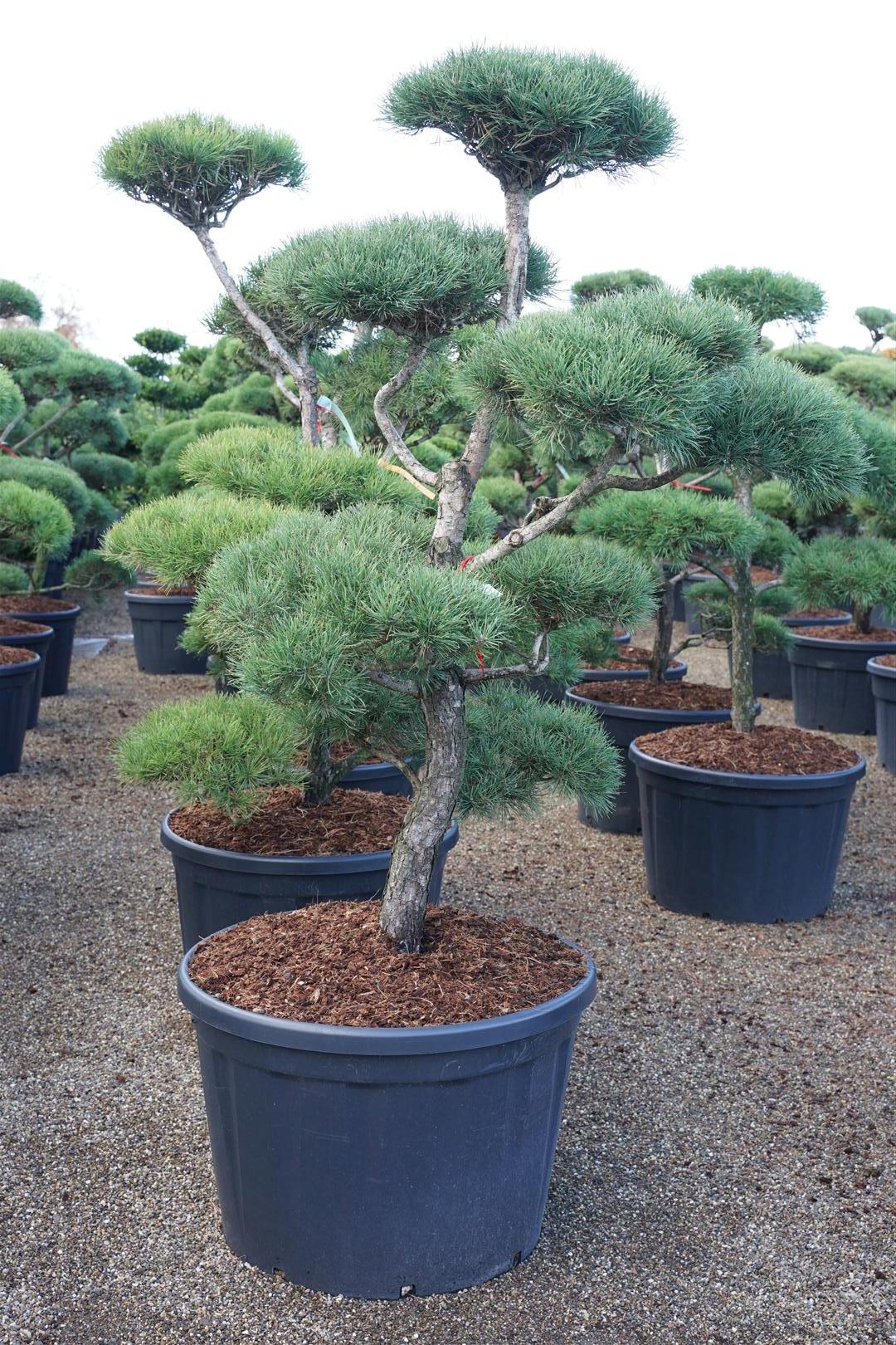 Pinus sylvestris BONSAI 150-175 cm C230 (230 liters kruka)