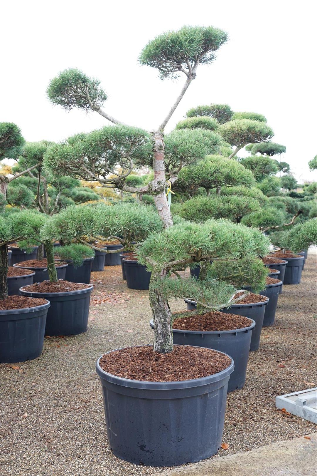 Pinus sylvestris Bonsai 175-200 cm C285 (285 liters kruka)