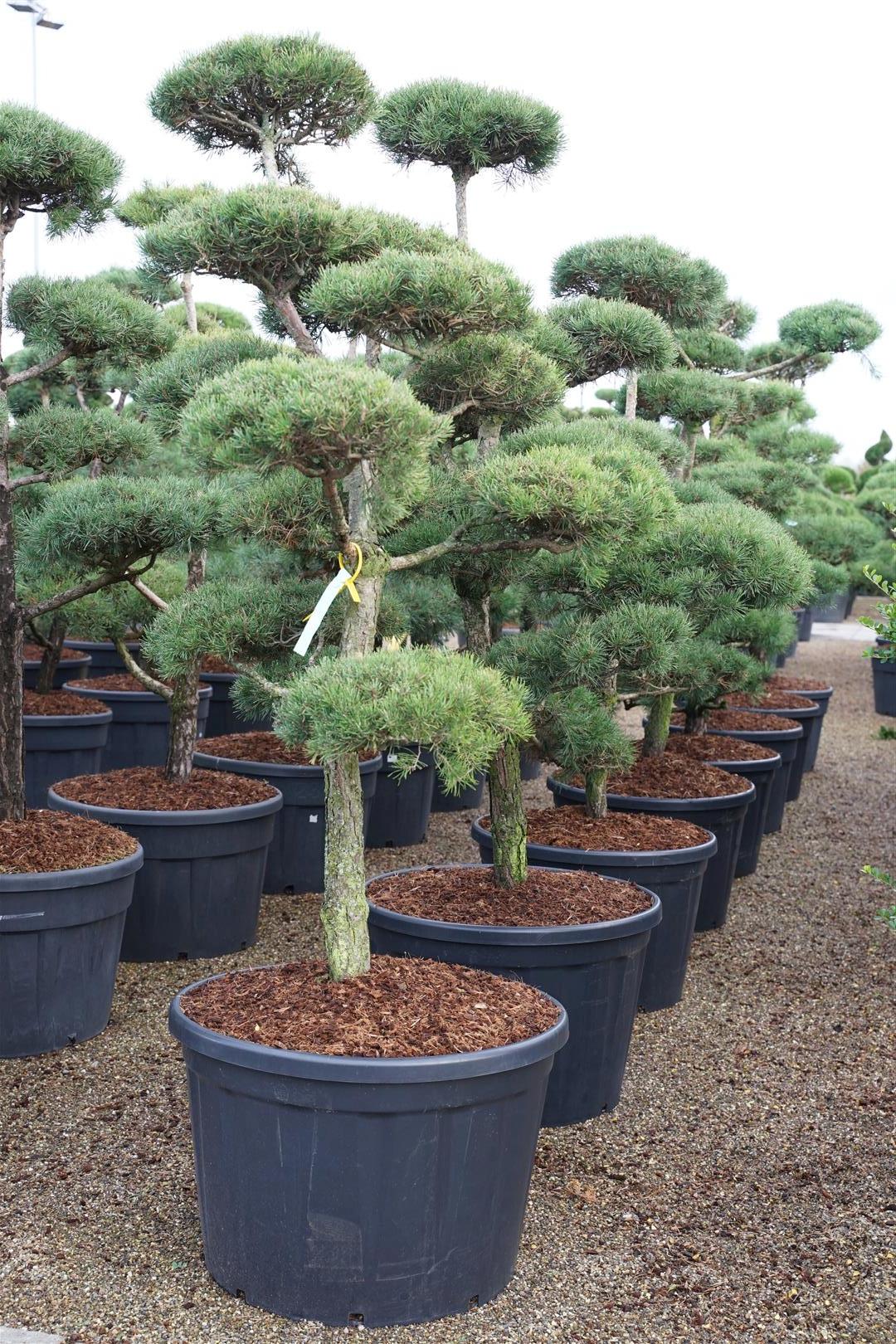 Pinus sylvestris bonsai 175-200 cm C230 (230 liters kruka)