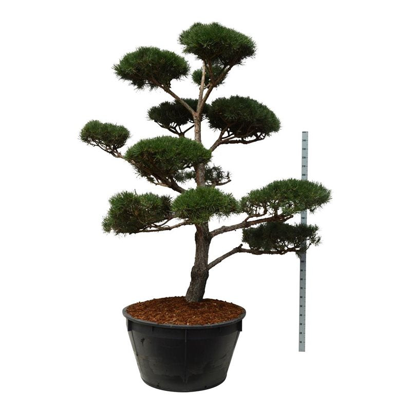 Pinus sylvestris BONSAI 250-300 cm C500 (500 liters kruka)