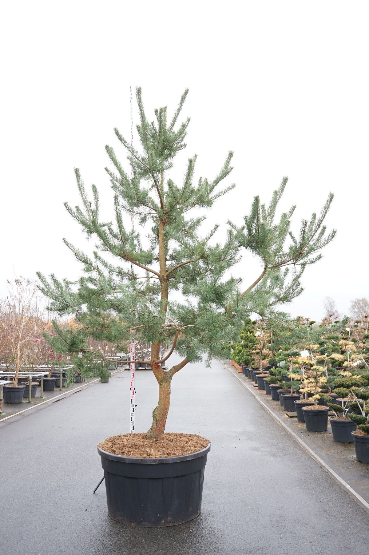 Pinus sylvestris flerstammig 50-400 cm C500 (500 liters kruka)