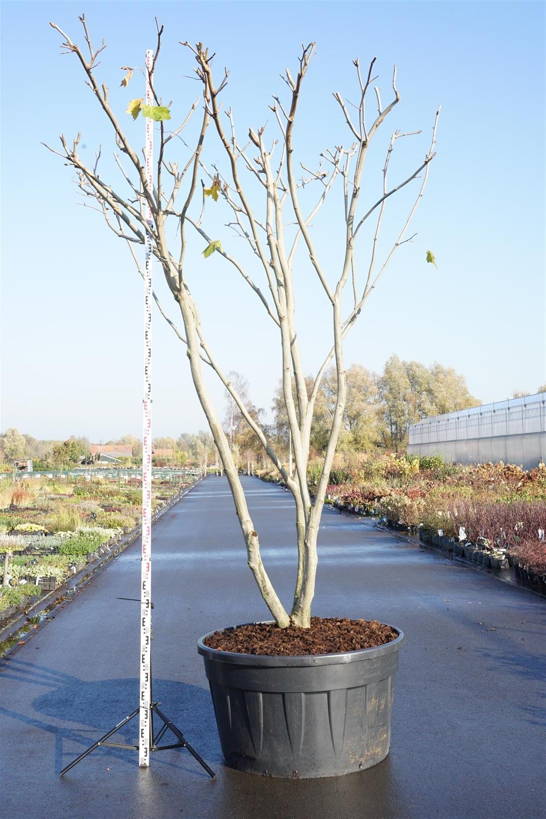 Platanus hispanica (acerifolia) takformad flerstammig C500 (500 liters kruka)