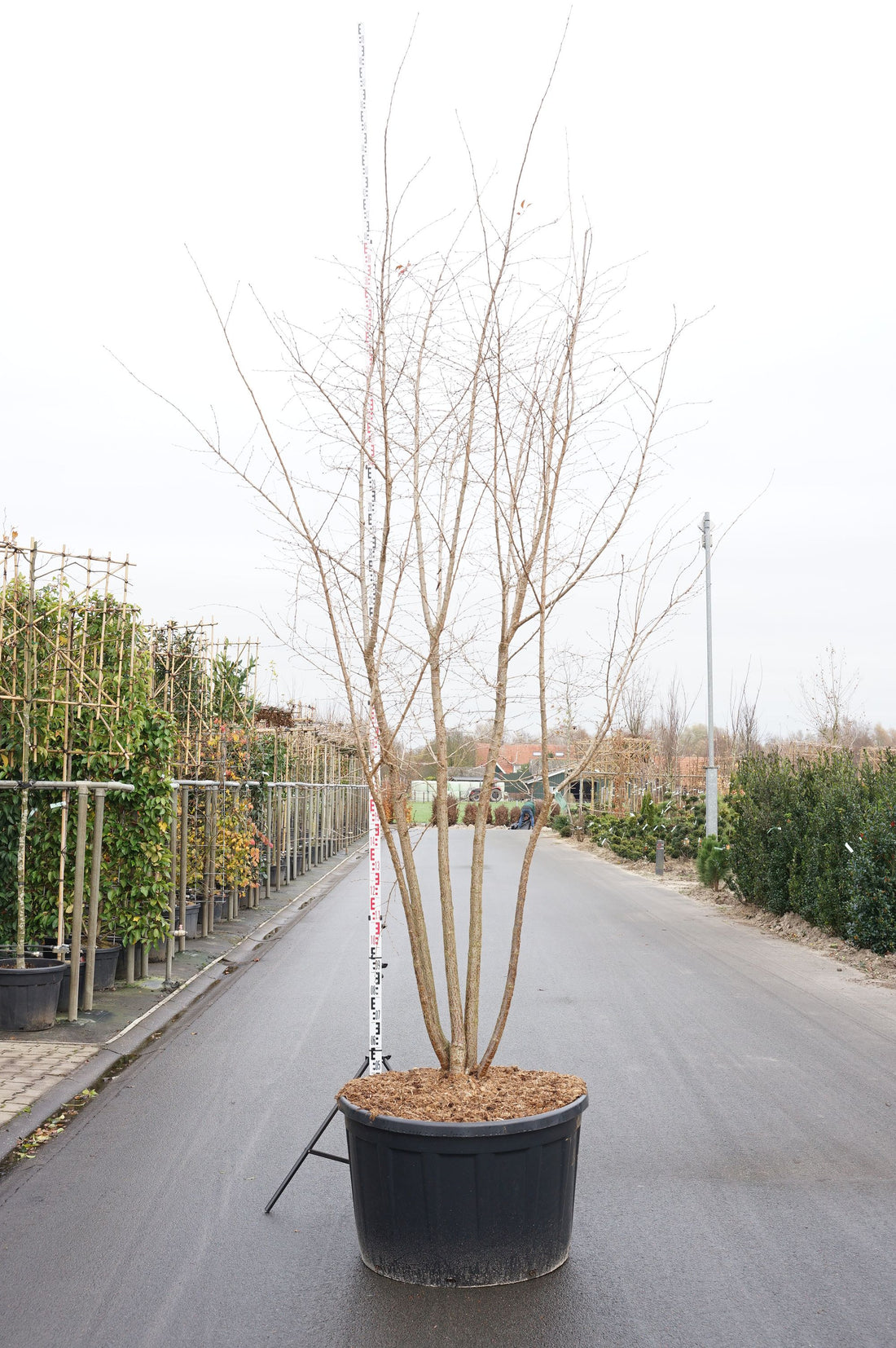 Prunus &