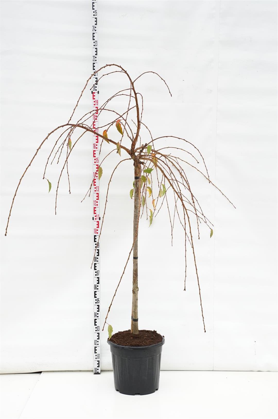 Prunus &