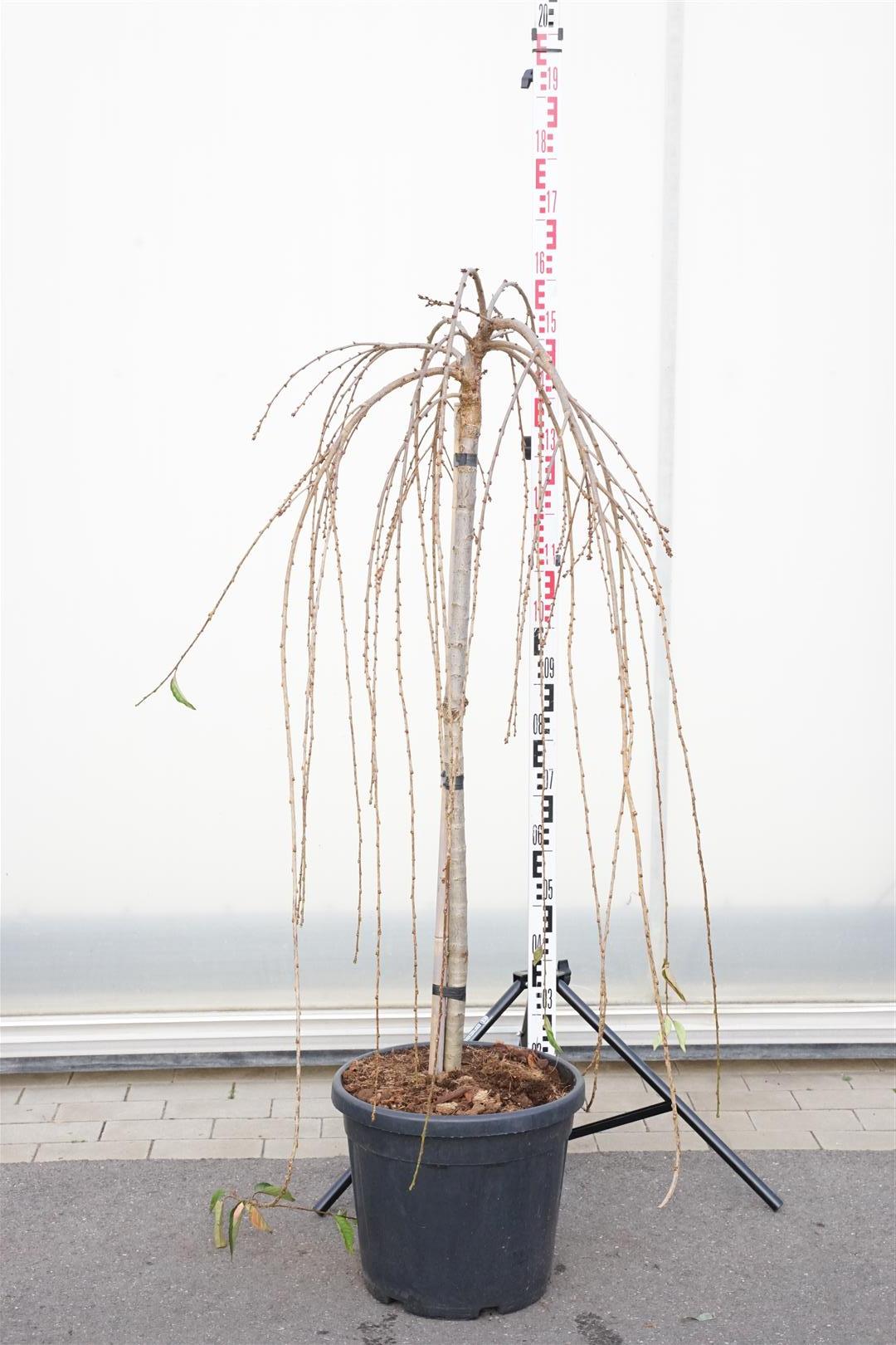 Prunus &