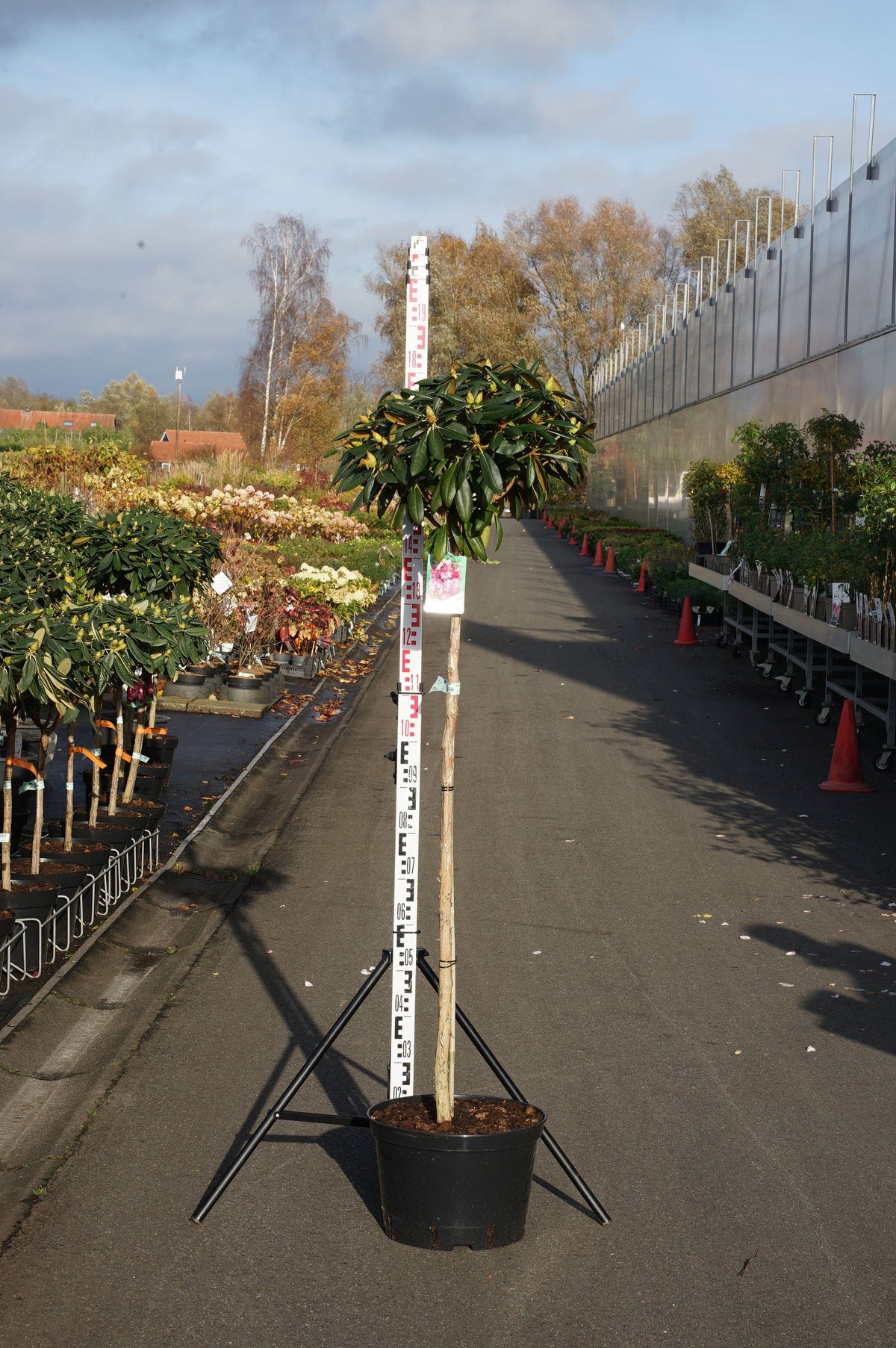 Rhododendron (Y) &