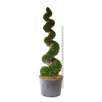 Taxus baccata 200-225 cm SPI C180 (180 liters kruka)