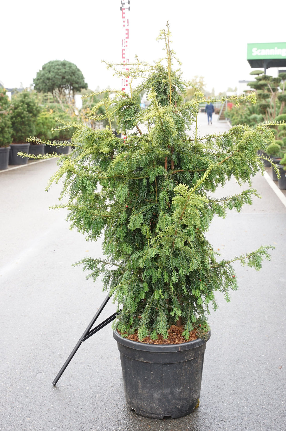Taxus b. &