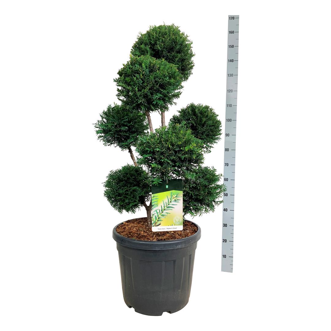 Taxus baccata &