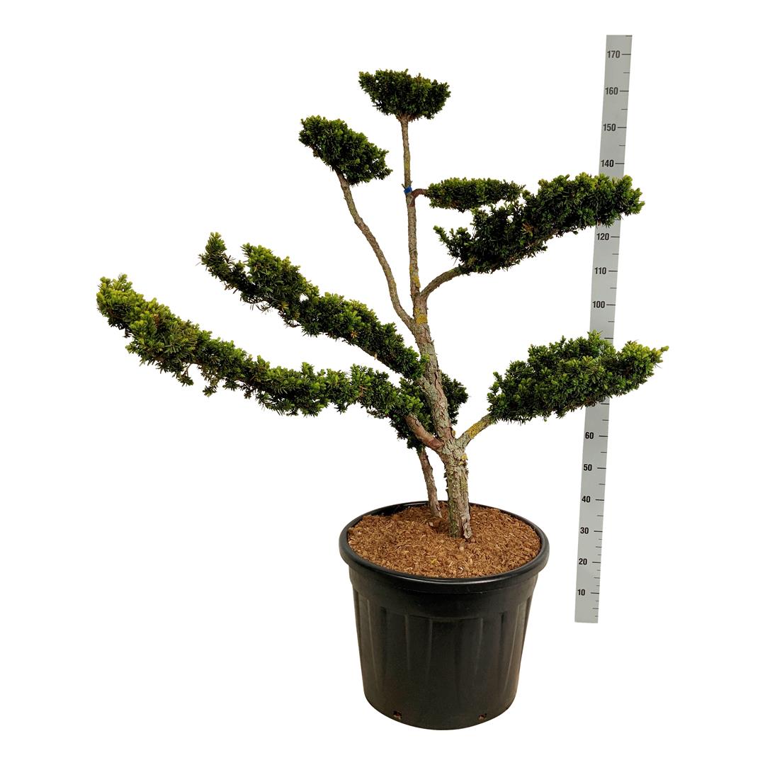 Taxus cuspidata nana Bonsai 80-100 cm C70 (70 liters kruka)