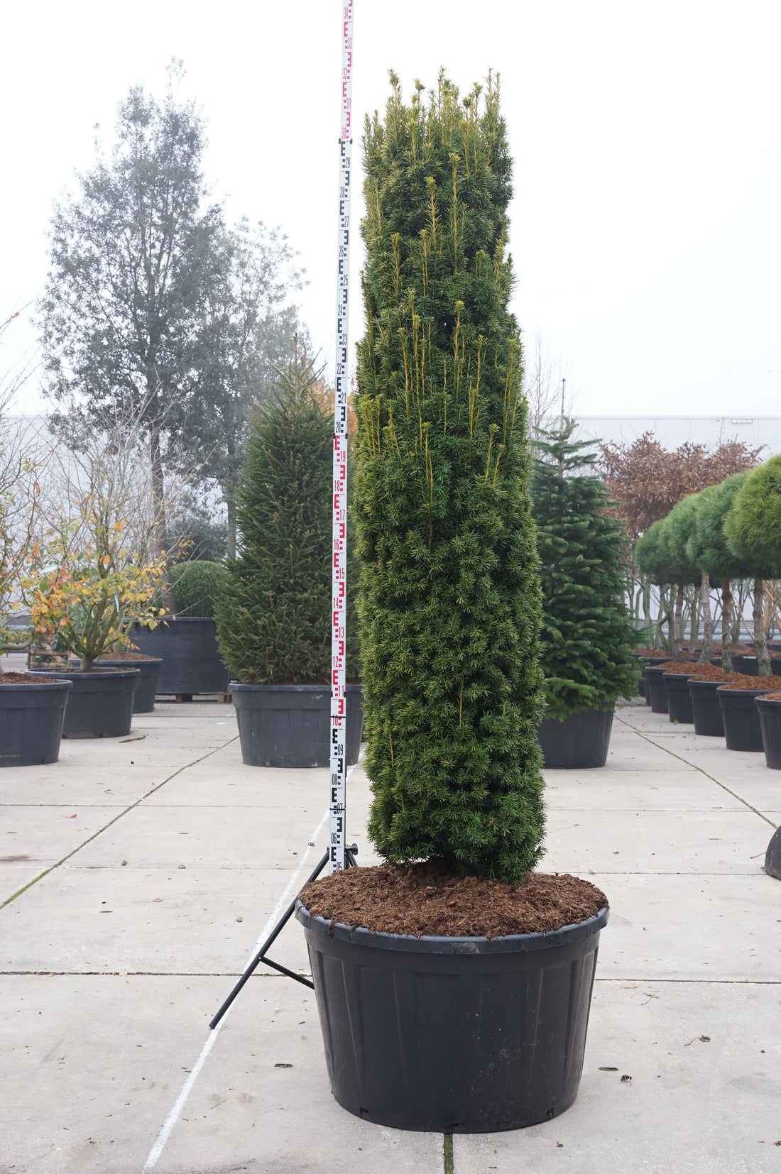Taxus b. &