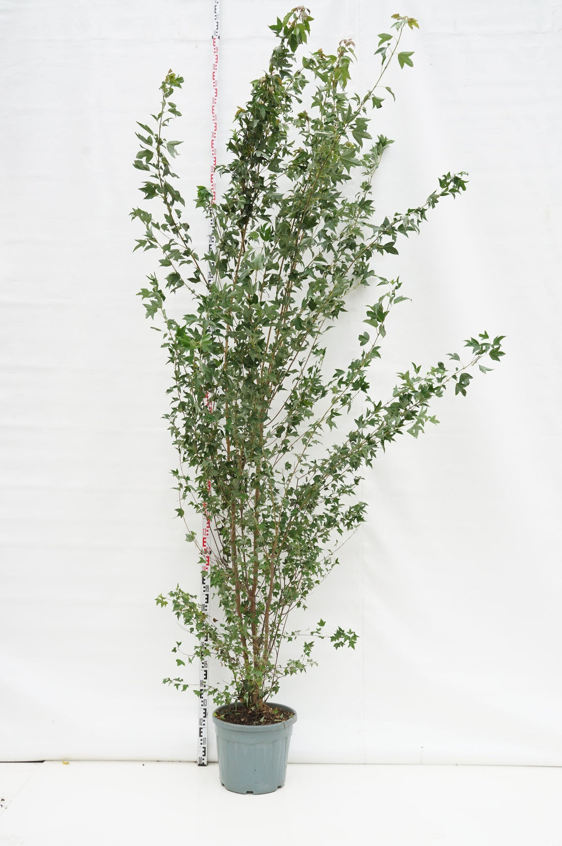 Acer buergerianum C35 (35 liters kruka) 250-300 cm