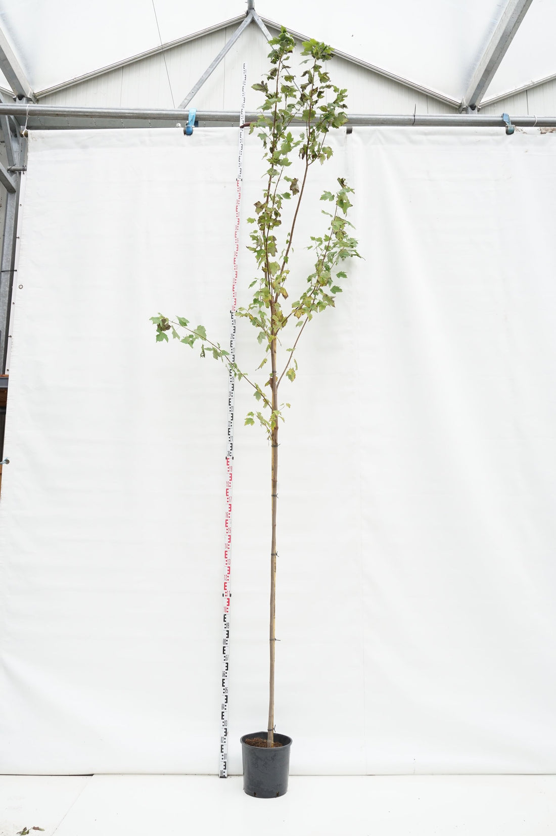 Acer rubrum &