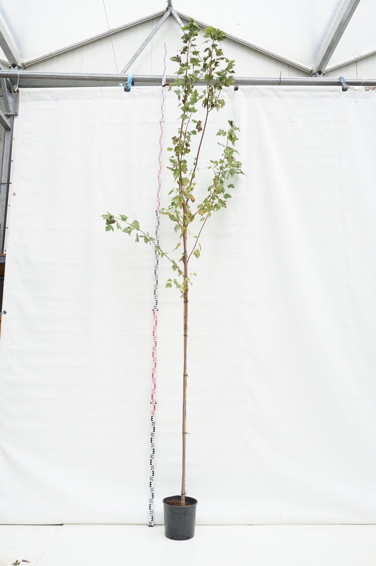 Acer rubrum &