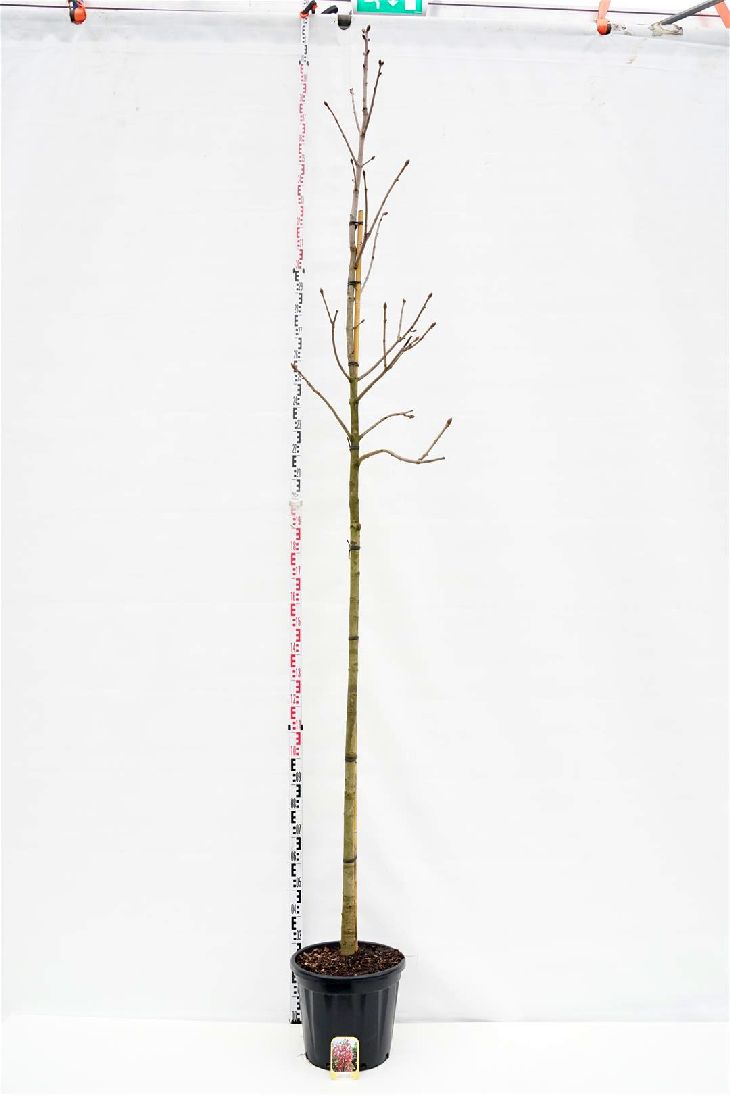 Aesculus carnea &