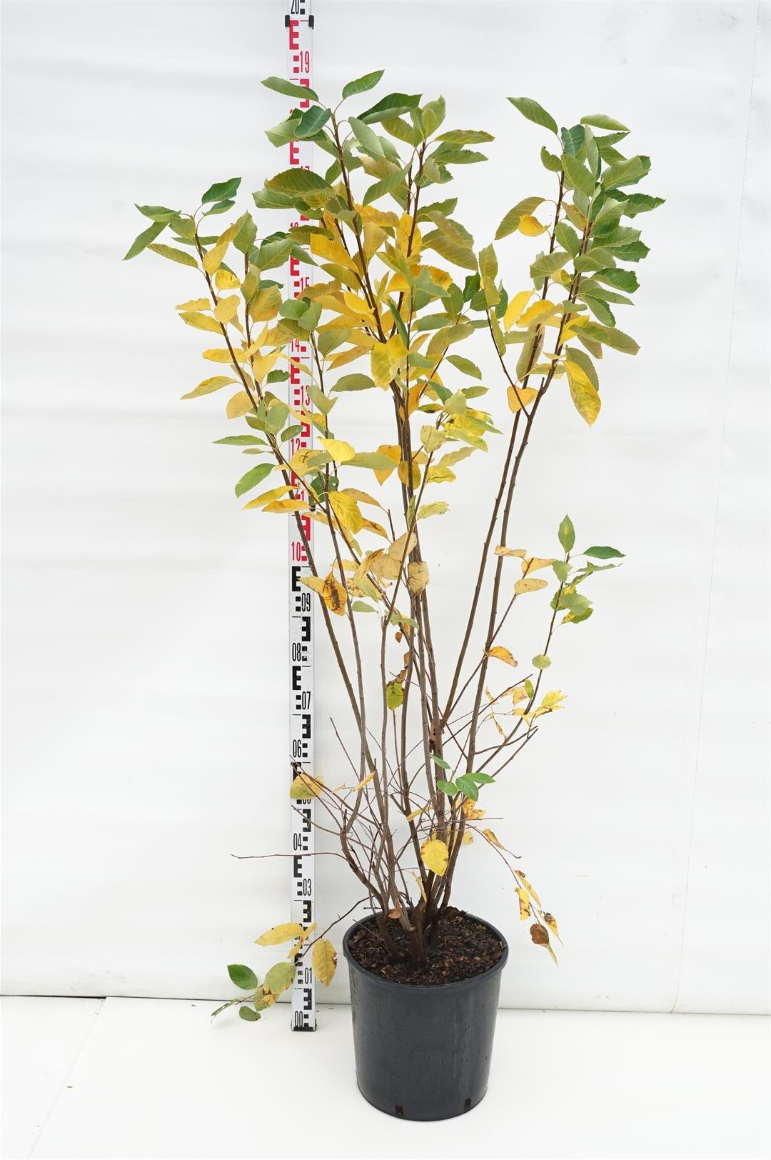 Amelanchier lamarckii 100-125 cm, C18 (18 liters kruka)