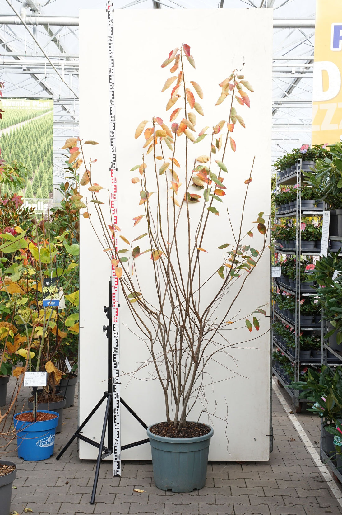 Amelanchier lamarckii C35 (35 liters kruka) 150-175 cm