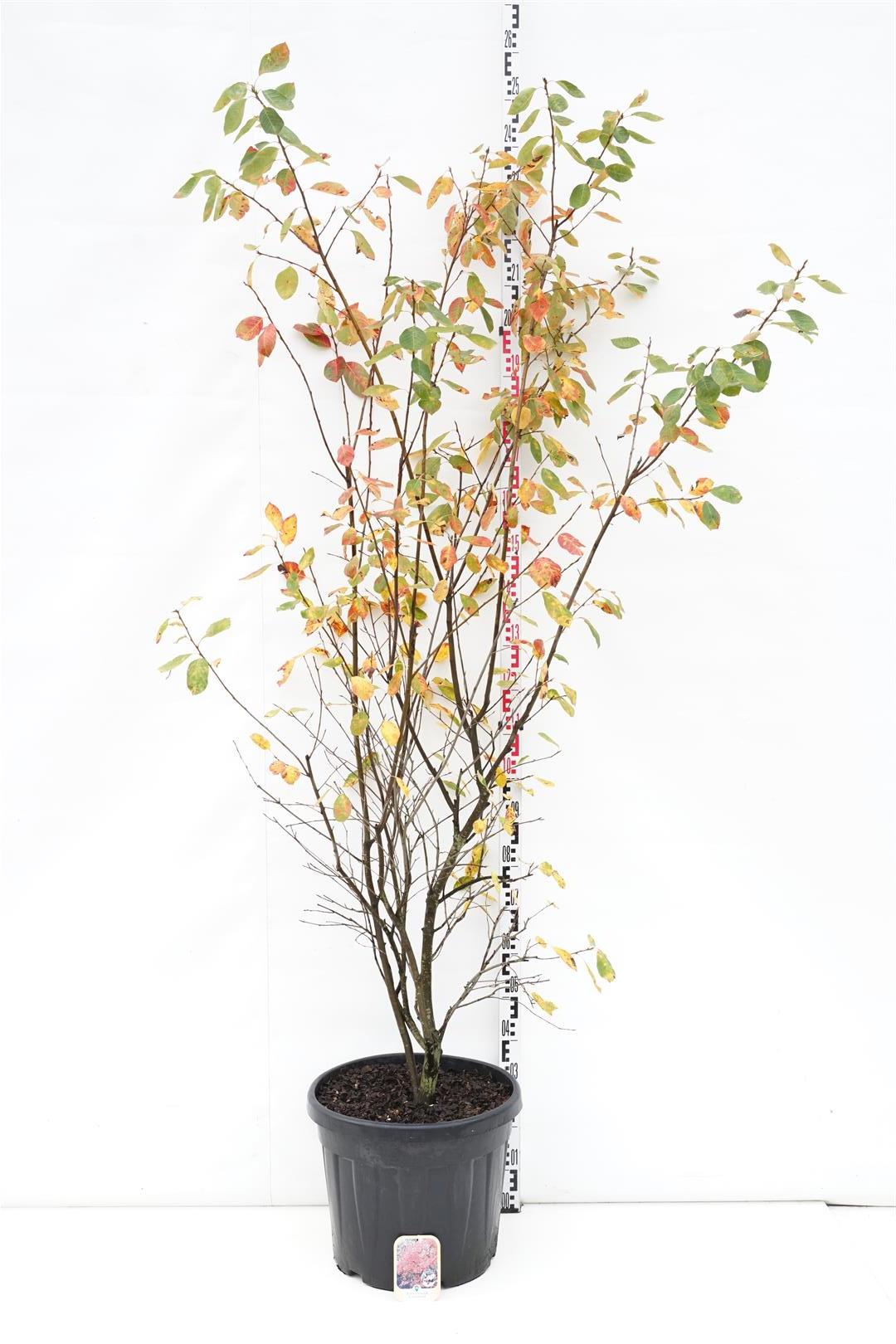 Amelanchier lamarckii C45 (45 liters kruka) 175-200 cm