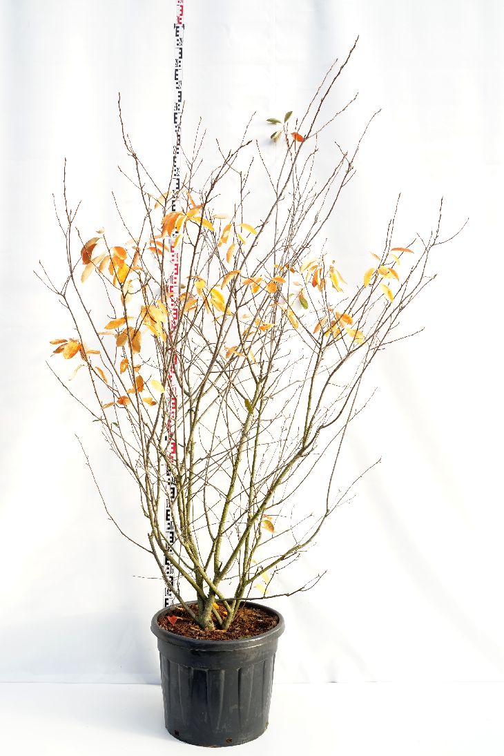 Amelanchier lamarckii C55 (55 liters kruka) 200-250 cm