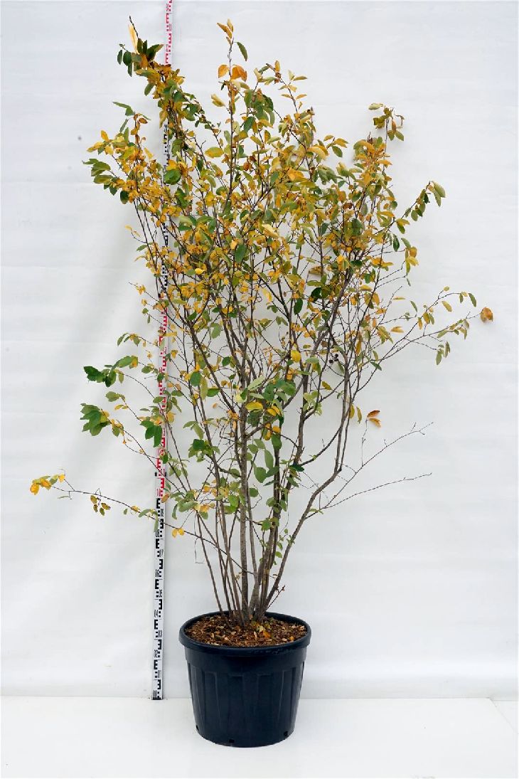 Amelanchier lamarckii C90 (90 liters kruka) 250-300 cm EXTRA