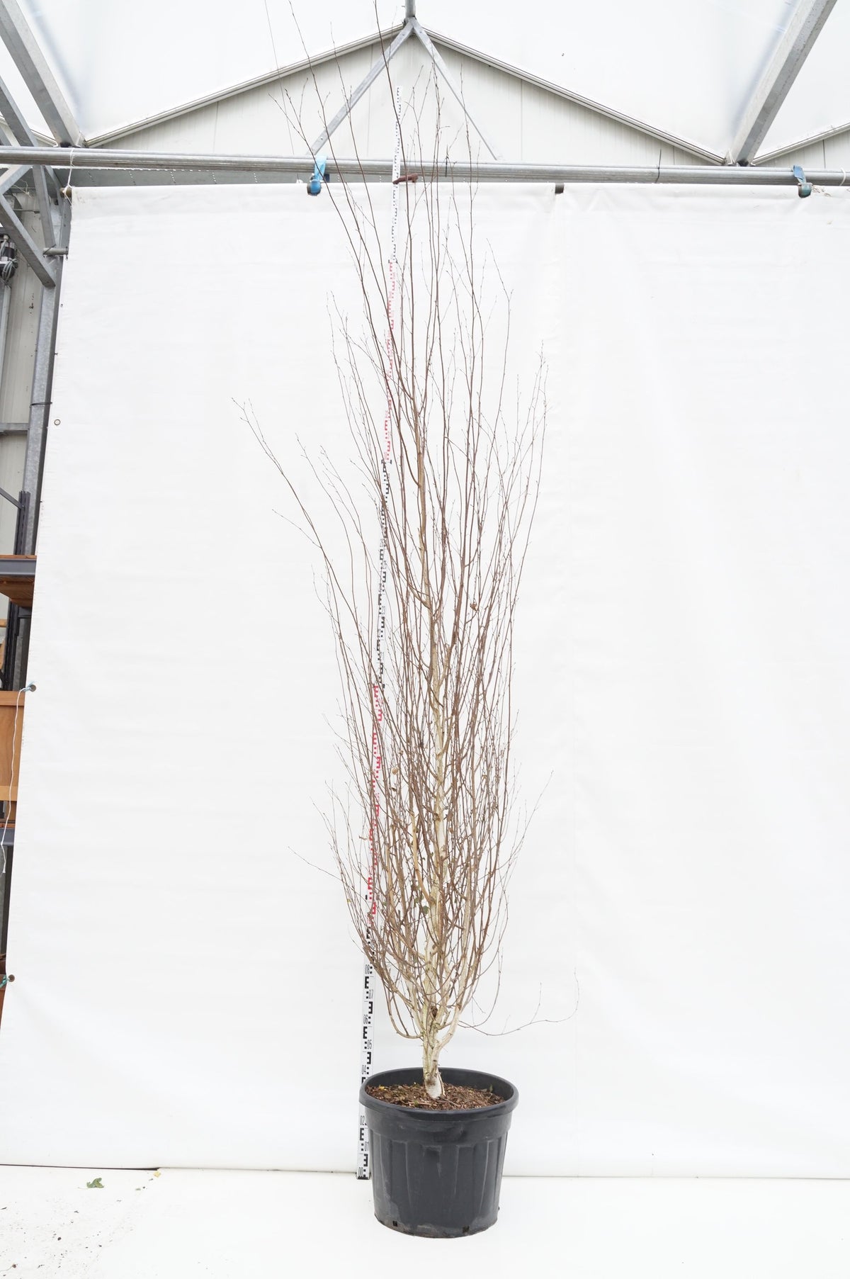 Betula utilis jacquemontii C90 (90 liters kruka) 350-400 cm