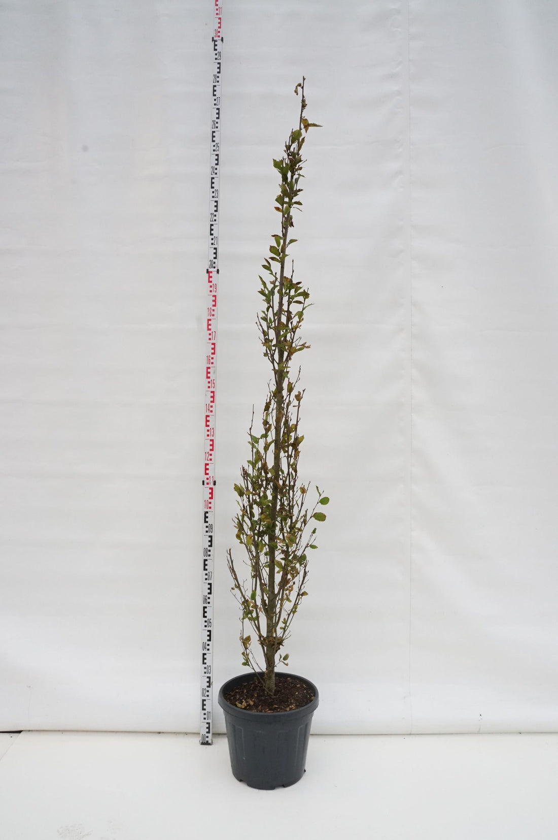 Carpinus bet. &