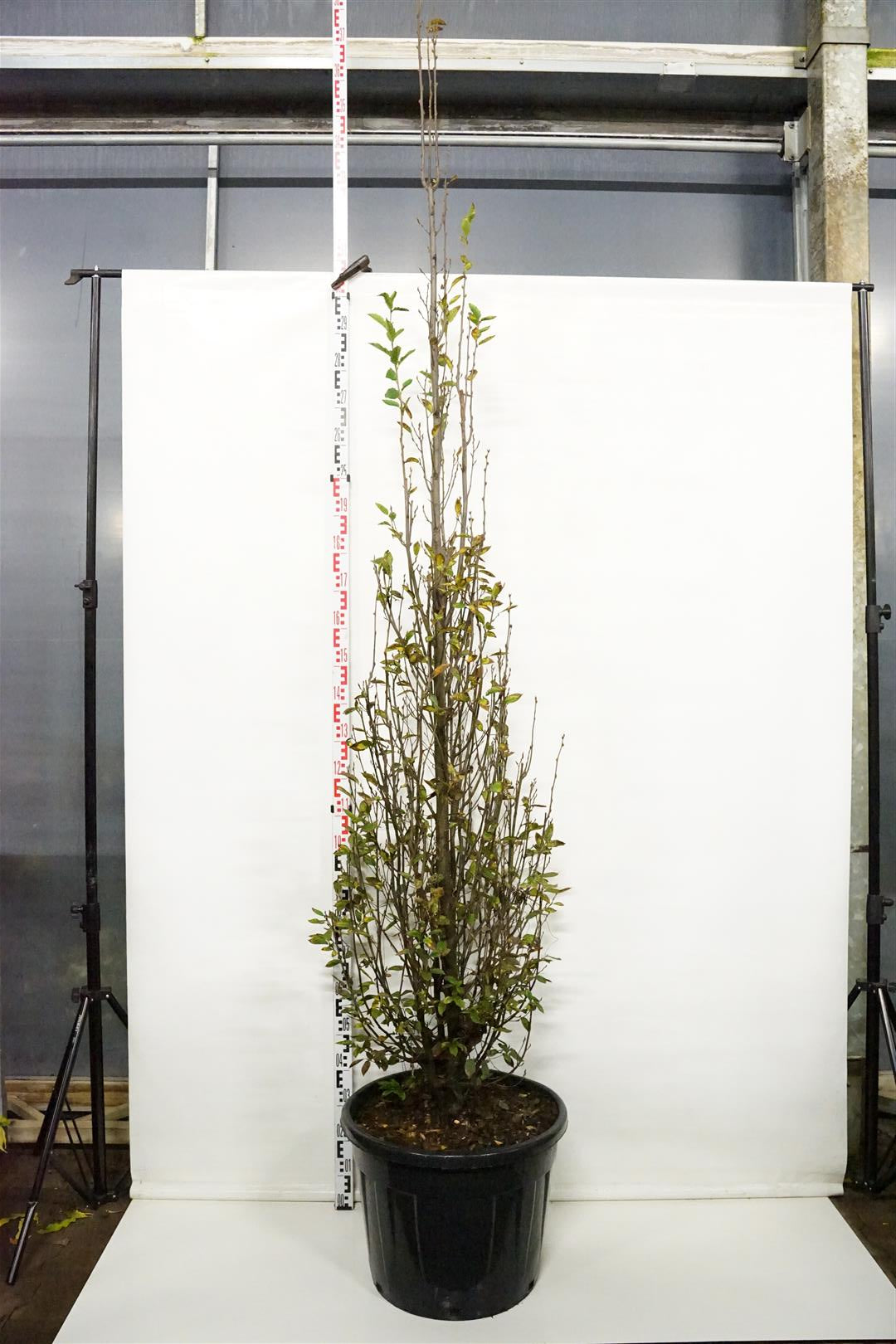 Carpinus bet. &