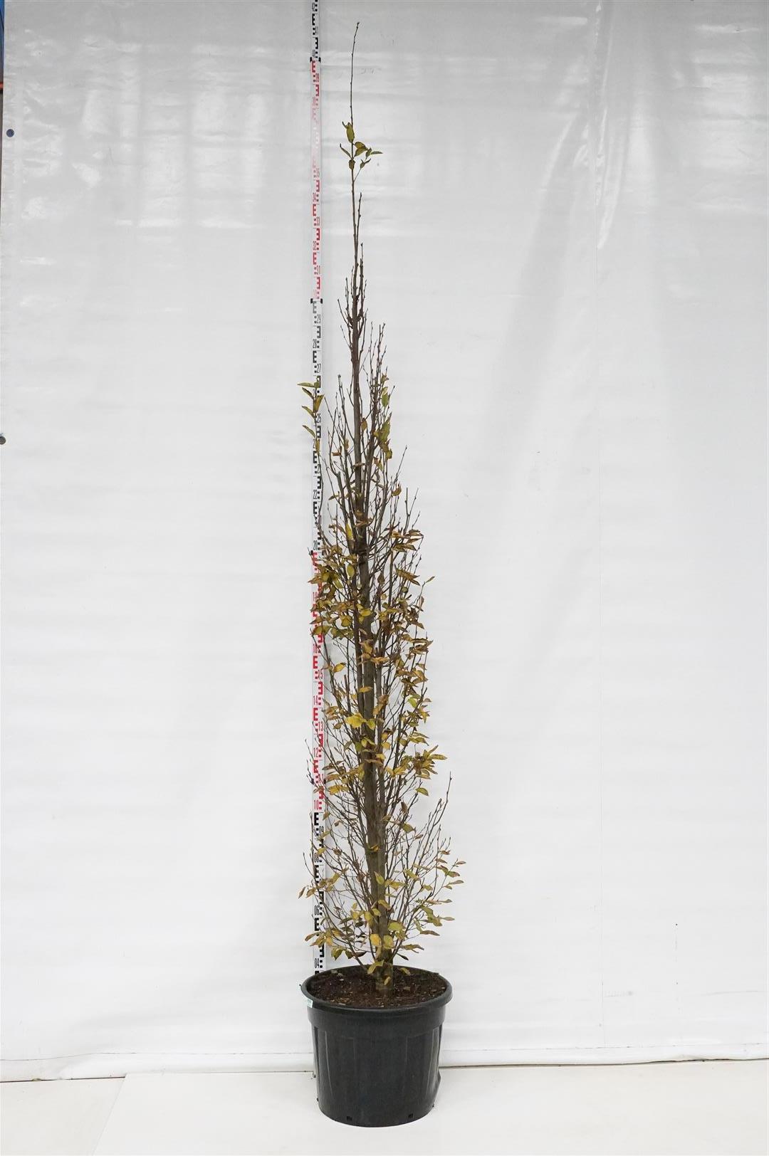 Carpinus bet. &