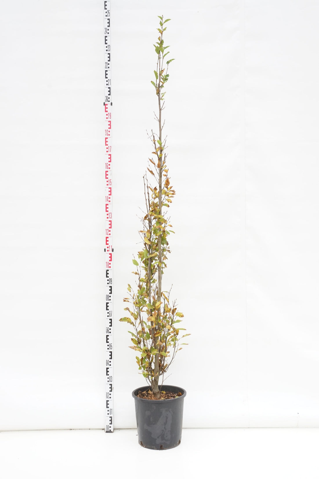 Carpinus betulus &