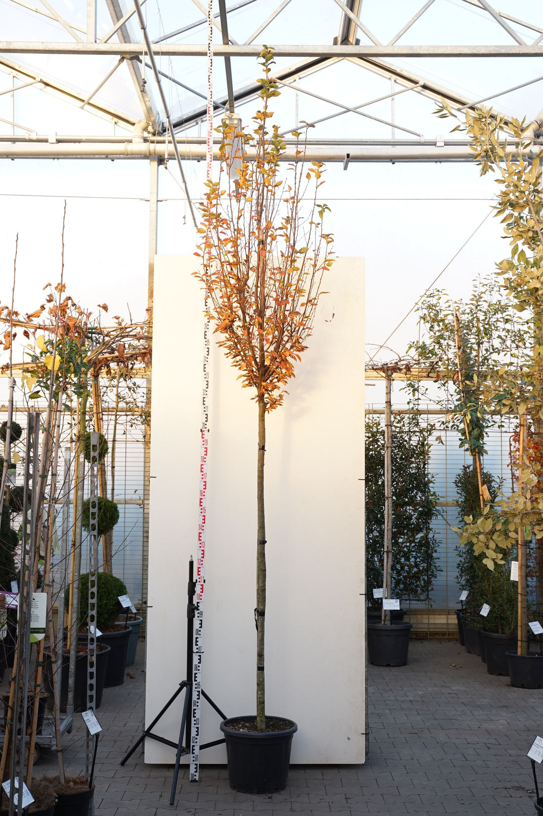 Carpinus bet. &