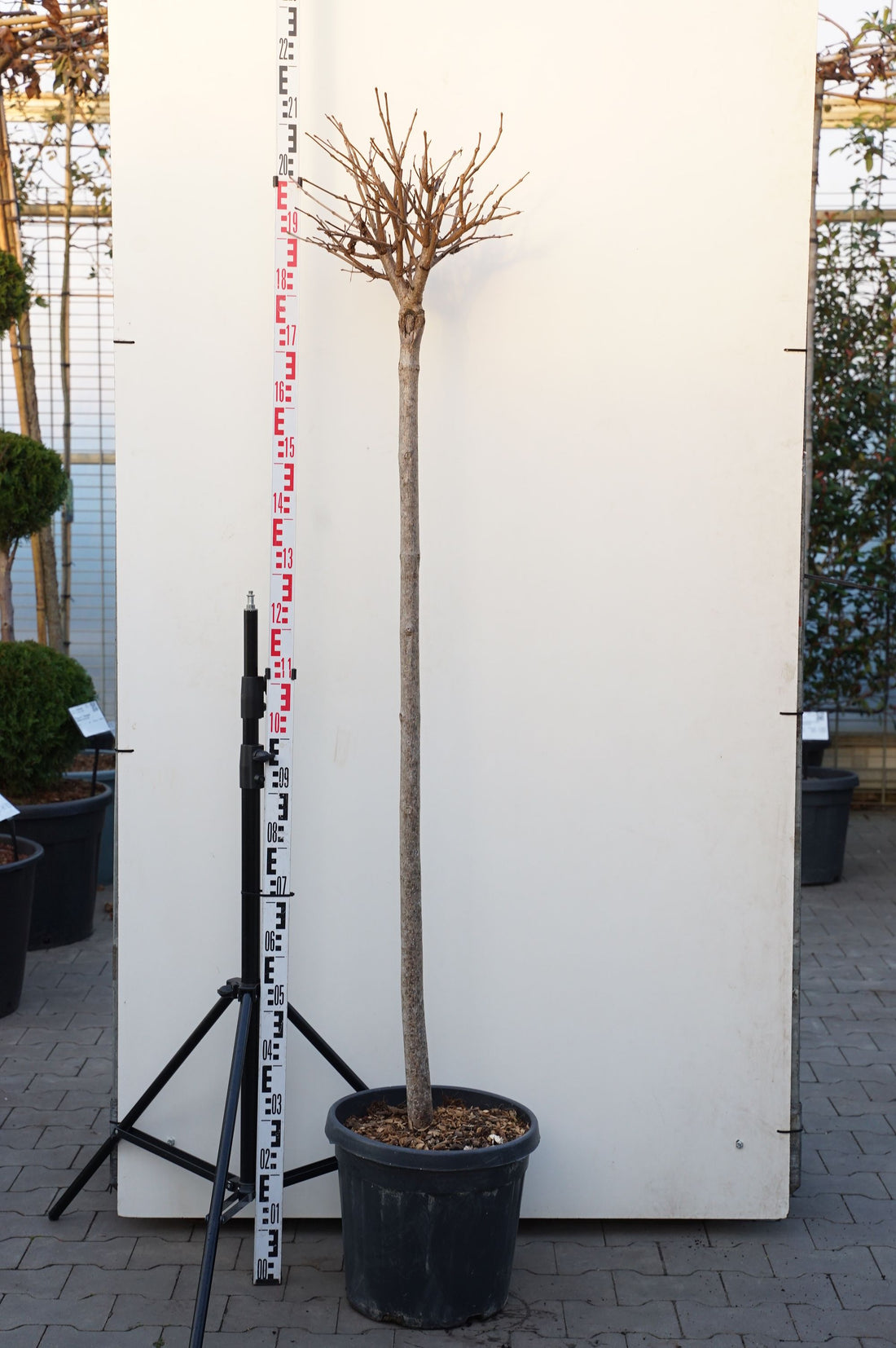 Catalpa bungei stam 140 cm C25 (25 liters kruka)