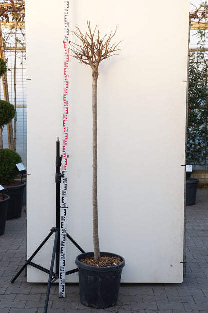Catalpa bungei 140 cm stam - C25 (25 liters kruka)