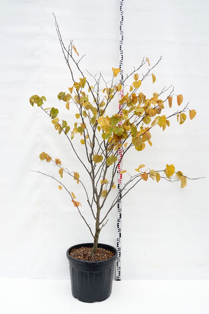 Cercis can. &