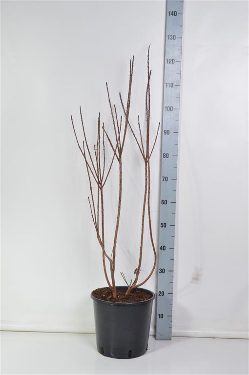 Cotinus coggygria &