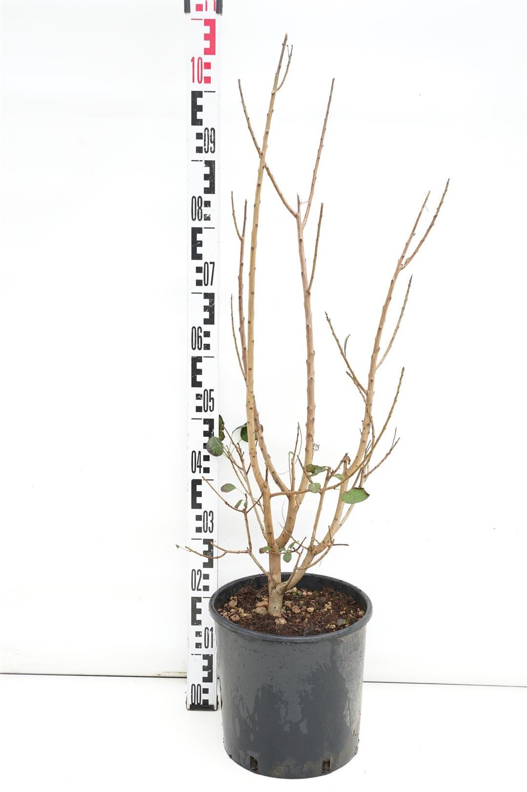 Cotinus coggygria &