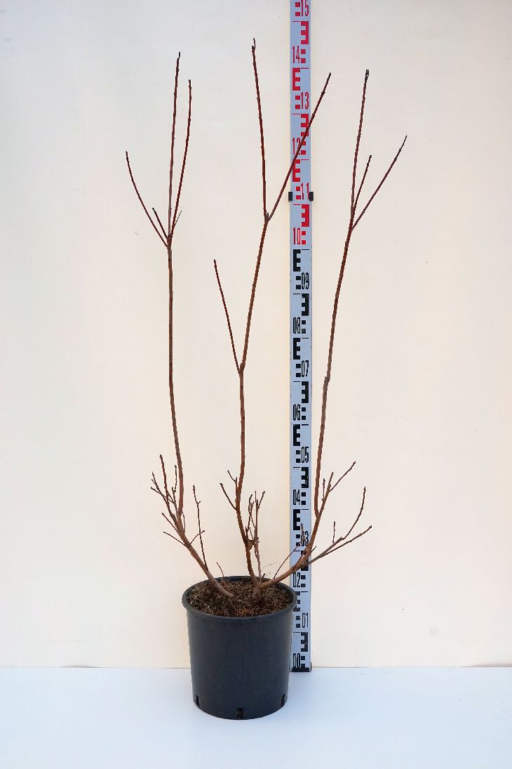 Cotinus &