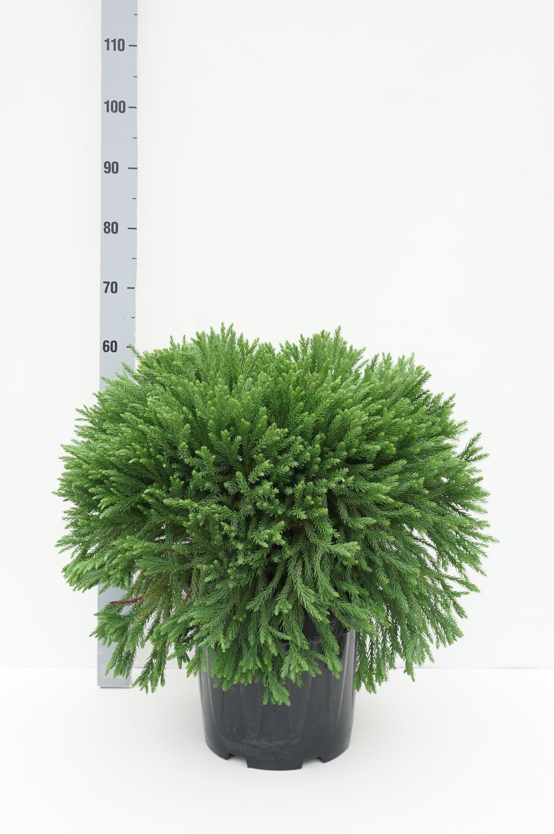 Cryptomeria j. &