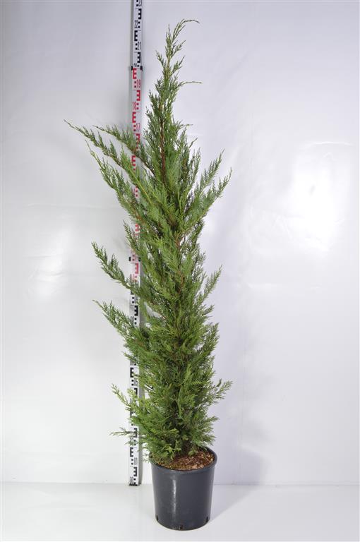 Cupressocyparis leylandii C15 (15 liters kruka) 150-175 cm