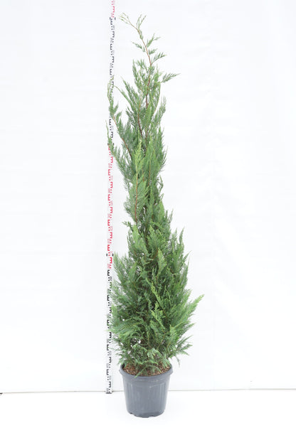 Cupressocyparis leylandii C30 (30 liters kruka) 200-250 cm